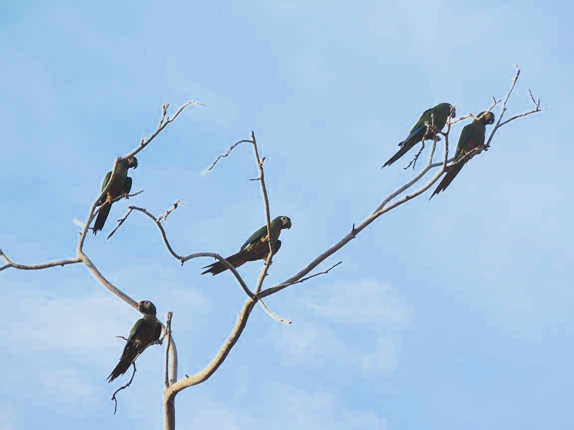 Maracanãs em Curaçá, Bahia