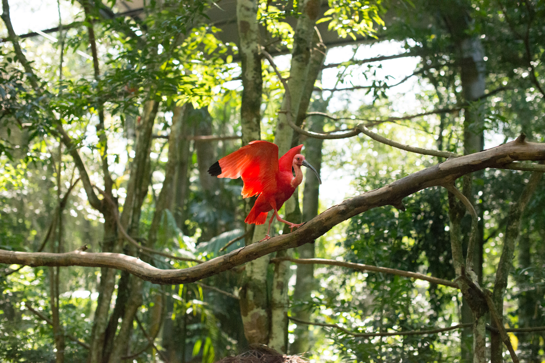 Guará-vermelho (Eudocimus ruber) pousado em um galho dentro do viveiro imersivo, com suas asas abertas, exibindo sua coloração vibra