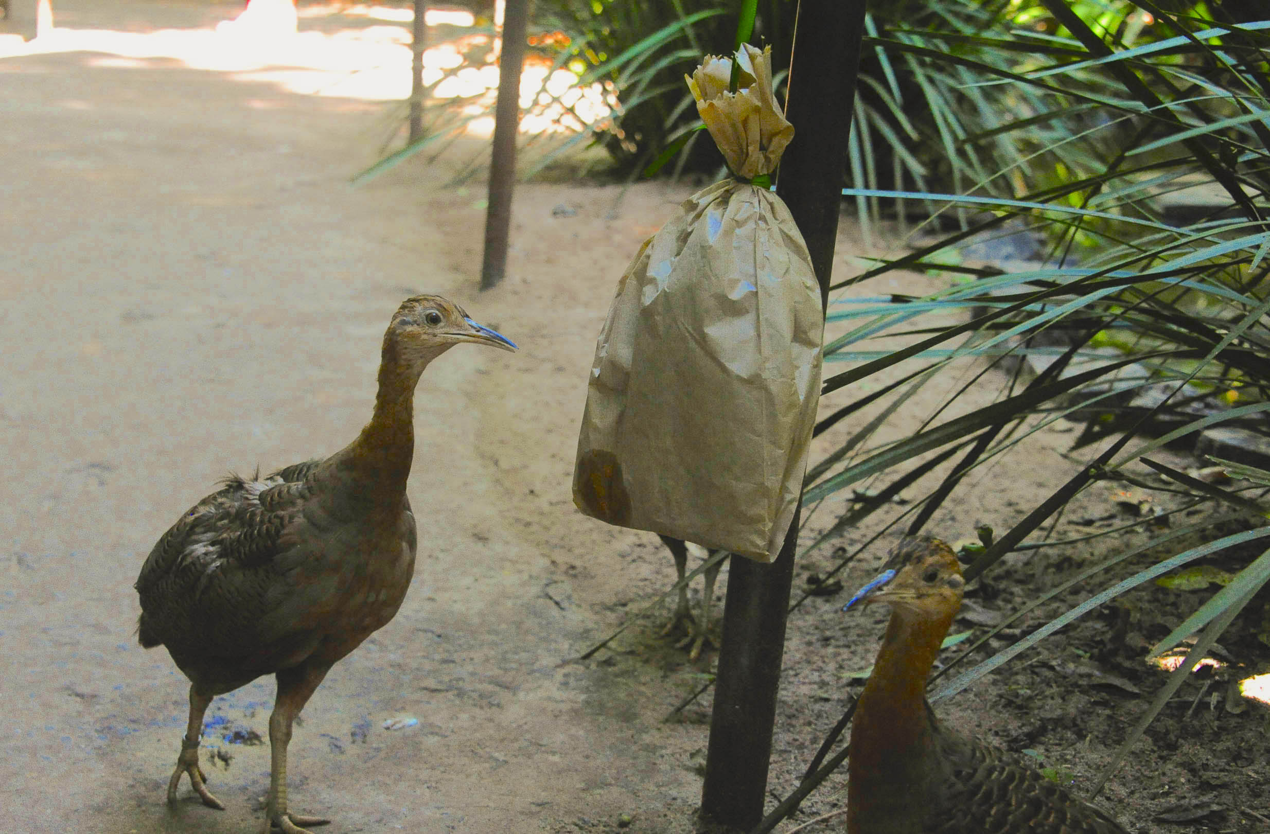 Dois macucos observam atentamente um pacote de papel suspenso por um fio, como parte de uma atividade de enriquecimento ambiental no Parque das Aves.