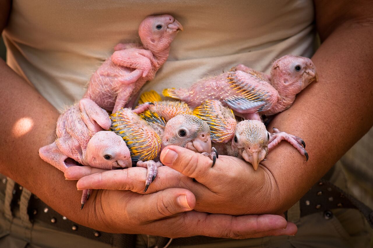 Uma pessoa está segurando vários filhotes de pássaros recém-nascidos nas mãos. Os filhotes têm penas muito curtas e ainda estão em uma fase inicial de desenvolvimento. Eles estão aninhados nas mãos da pessoa, mostrando um momento de cuidado e ternura.