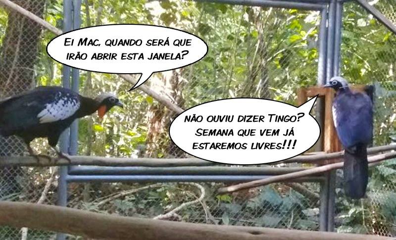 jacutinga