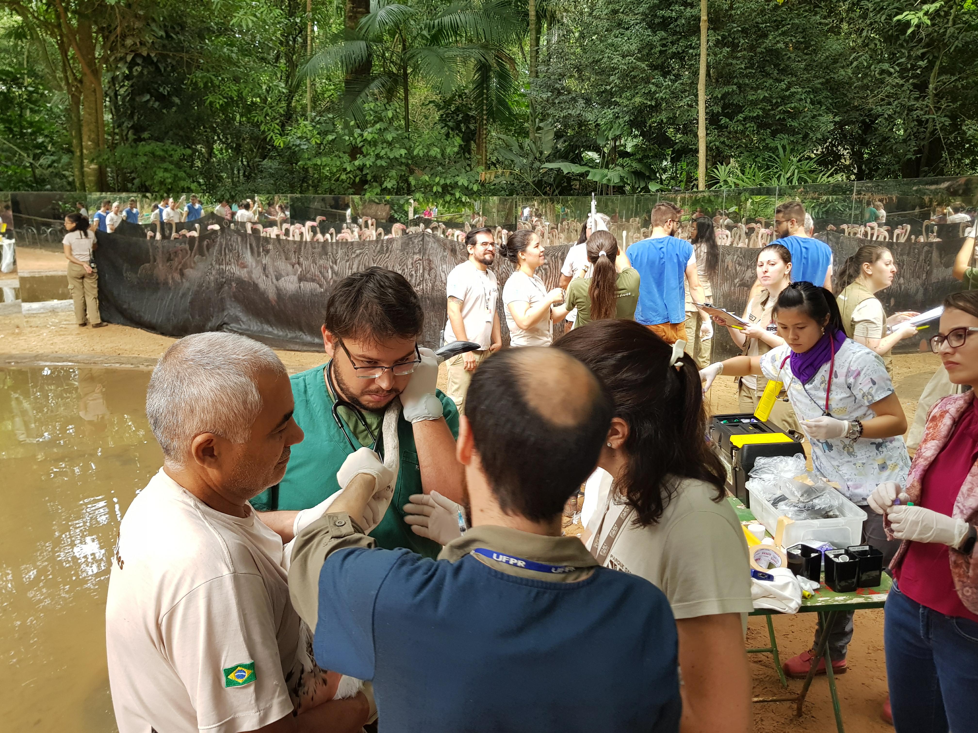várias pessoas envolvidas em uma atividade de pesquisa de campo em um ambiente de floresta tropical. Alguns indivíduos estão manuseando equipamentos de pesquisa e há uma grande rede ao fundo, provavelmente usada para capturar aves ou outros animais para estudo. As pessoas parecem concentradas em suas tarefas, e há uma mistura de cientistas e técnicos trabalhando juntos.