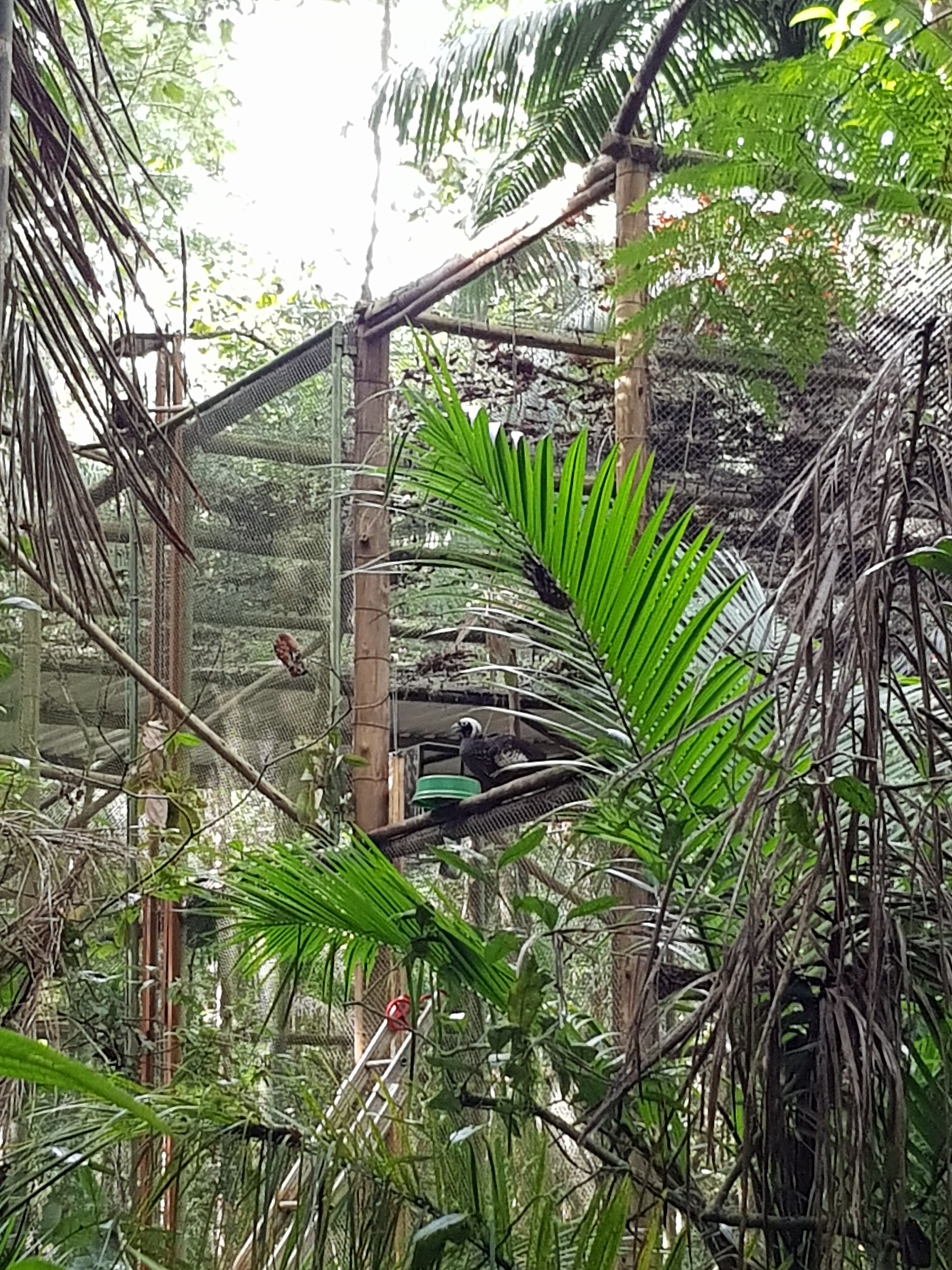 A imagem mostra um viveiro grande em meio à floresta. O viveiro é cercado por uma estrutura de arame e dentro dele há vegetação e possivelmente aves. A vegetação ao redor é densa e tropical, criando um ambiente natural para os animais dentro do viveiro.