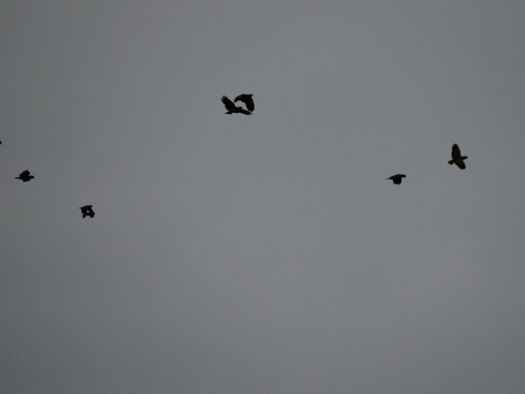 Um grupo de -papagaios-de-cara-roxa voando no céu cinza
