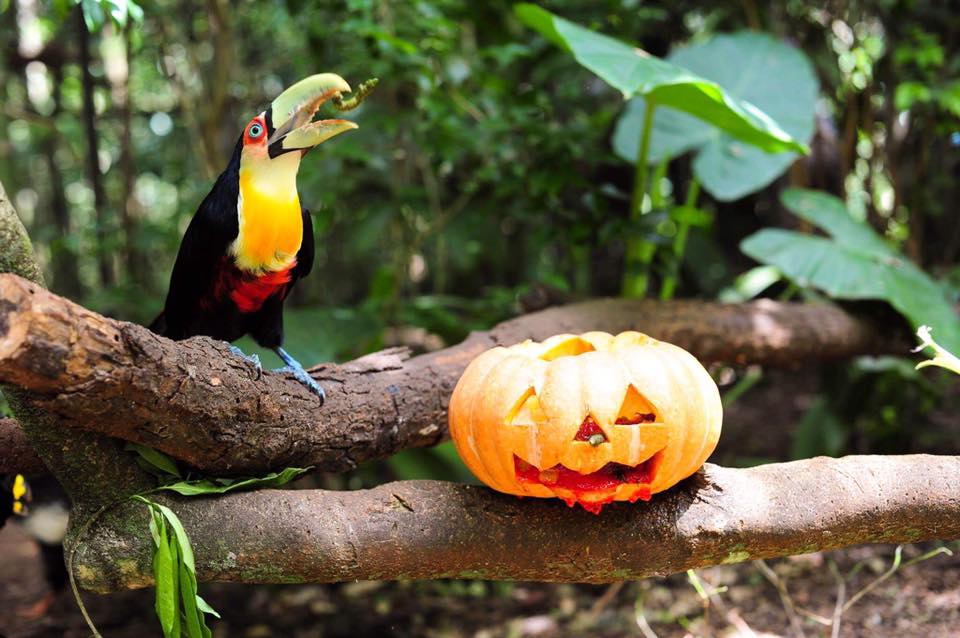 Um tucano-de-bico-verde (Ramphastos dicolorus) está empoleirado em um galho, ao lado de uma abóbora esculpida em forma de lanterna de Halloween. 