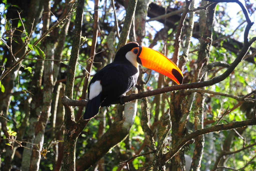 Um tucano-toco pousado em um galho de árvore, com seu bico laranja vibrante em destaque, rodeado por vegetação verde.