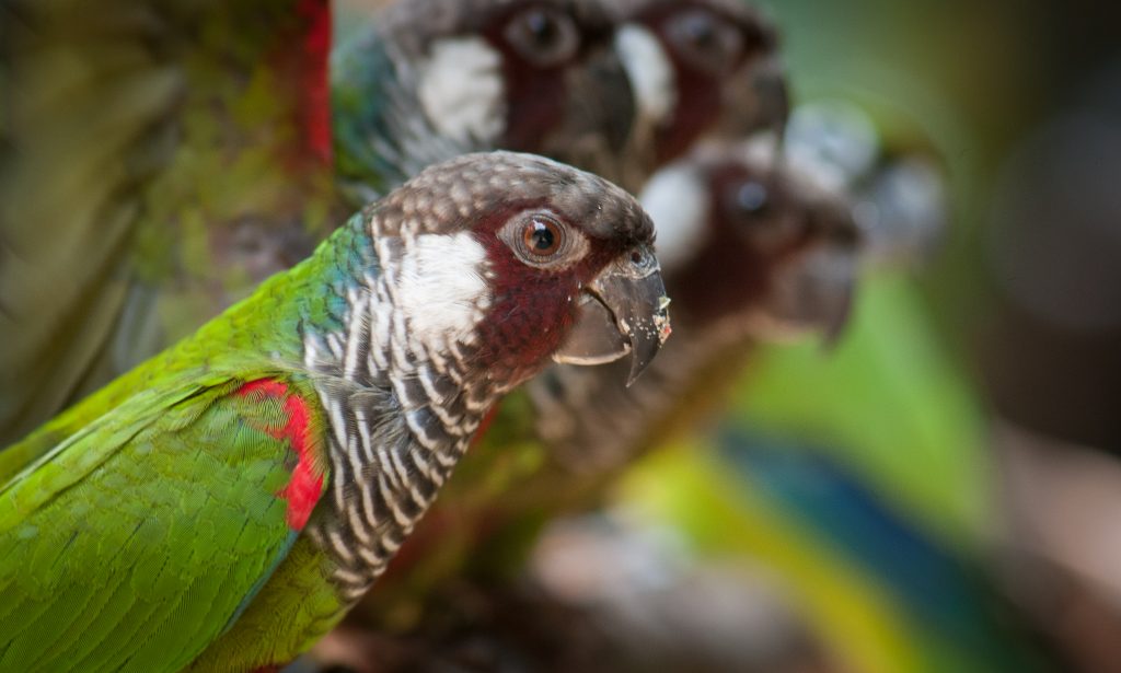 Imagem em close de várias tiribas, pequenas aves com plumagem verde vibrante, detalhes em vermelho nas asas e penas naturais em tons de marrom e branco. As tiribas estão homologadas, com o foco principal em uma delas, que olha atentamente para o lado. O fundo desfocado destaca o colorido das aves no primeiro plano.