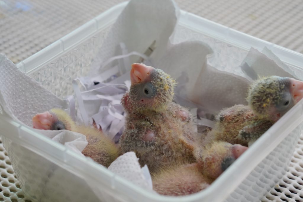 Filhotes de aves recém-nascidos em uma caixa, aninhados em papel rasgado e toalhas de papel.