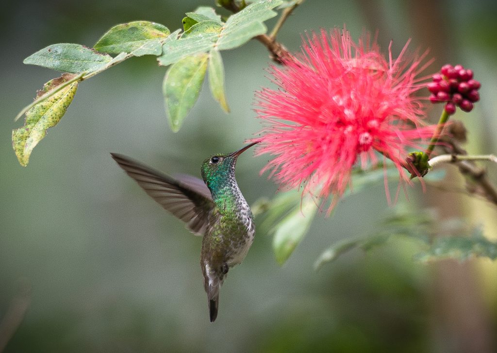Um beija-flor verde-metálico paira no ar enquanto se alimenta do néctar de uma flor vermelha e felpuda em um arbusto.