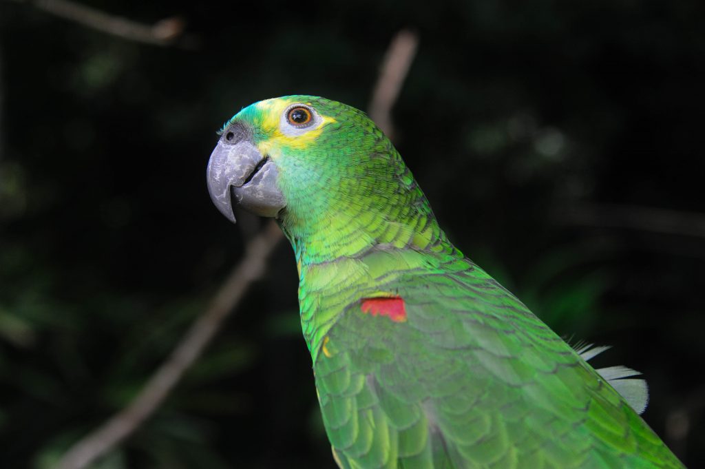 Um papagaio-verdadeiro (Amazona aestiva) de plumagem verde vibrante com detalhes em amarelo na cabeça e um pequeno destaque em vermelho na asa é retratado de perfil.