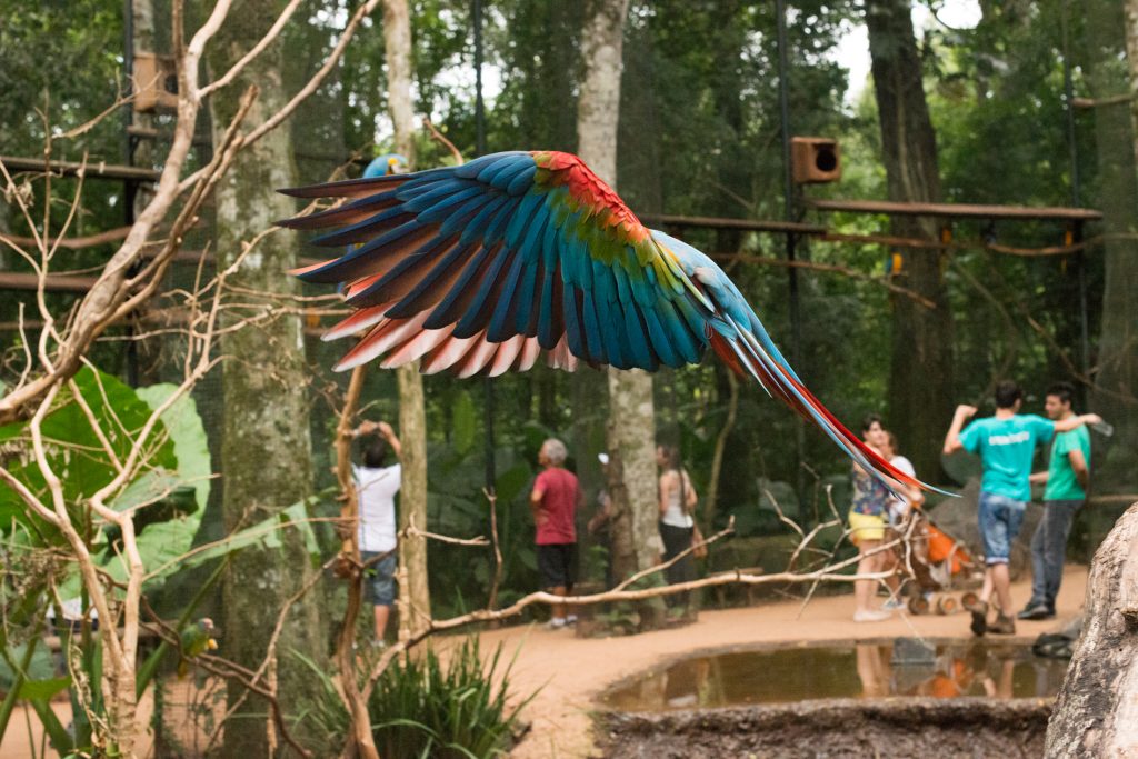 Uma arara com plumagem colorida, exibindo tons de azul, verde, vermelho e amarelo, voa de forma majestosa dentro de um viveiro no meio de uma floresta. 