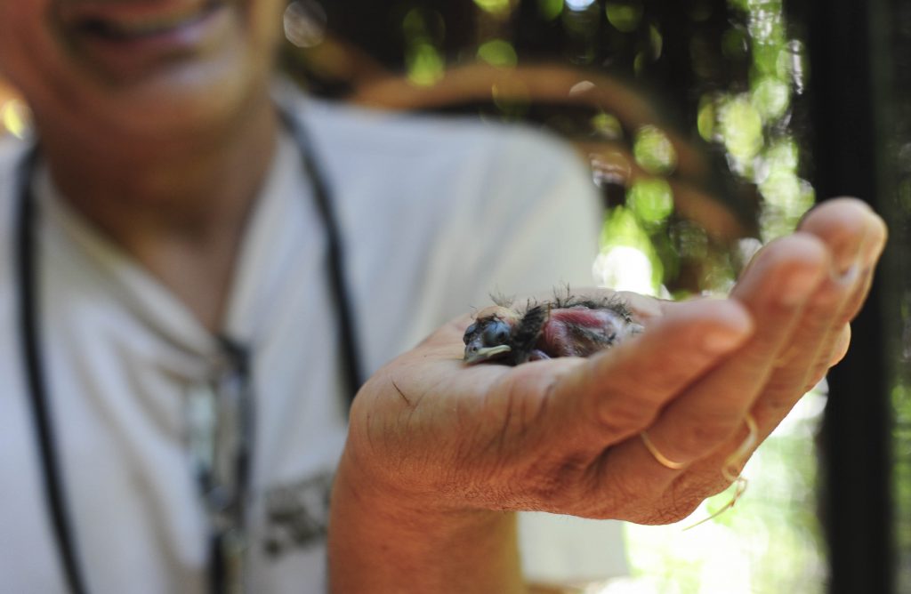Pessoa segurando na palma da mão um filhote recém-nascido de ave, ainda sem penas, com pele rosada e olhos fechados. O fundo desfocado sugere um ambiente natural com iluminação filtrada pelas folhas.
