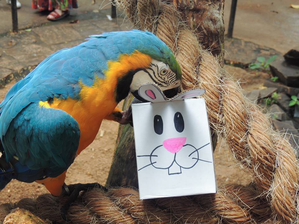 O coelho de Páscoa pode ser um símbolo dessa época festiva... mas, na natureza, nada representa tão bem esse período como os ovos! Foto: Equipe do Parque das Aves.