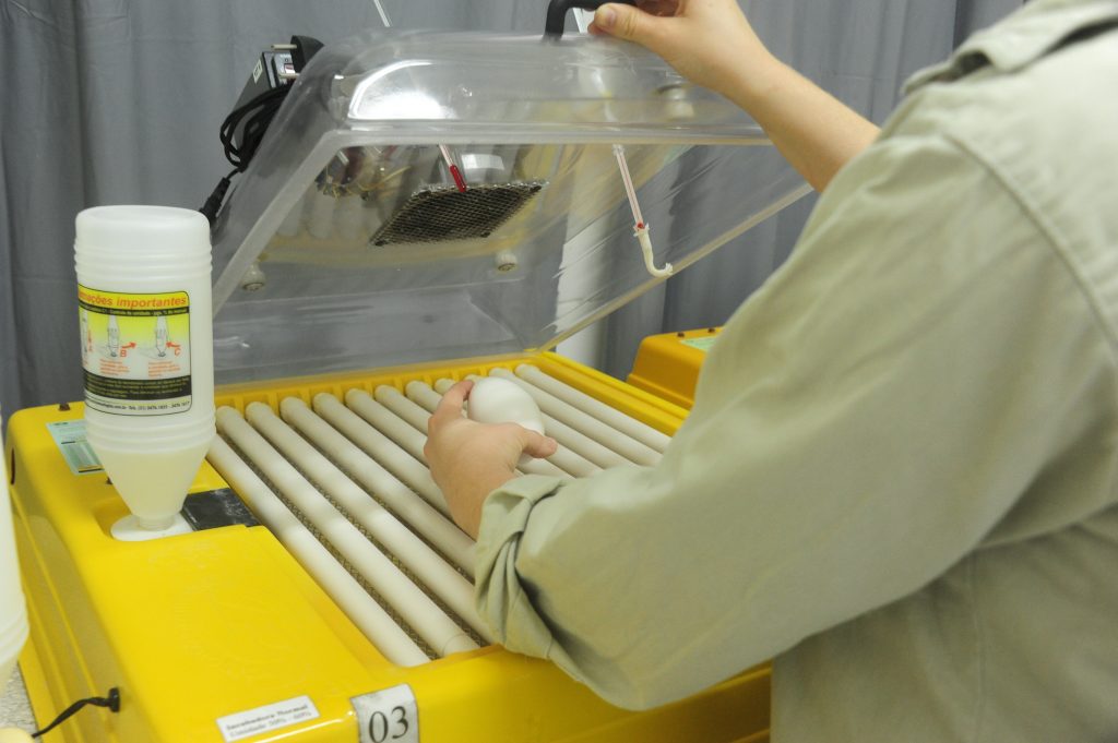 Uma pessoa está de frente para uma incubadora, abrindo a sua tampa para colocar um ovo e começar o processo de incubamento.