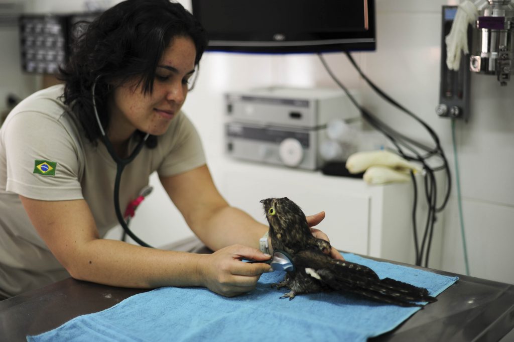 urutau-sendo-atendidos-pela-veterinária-no-parque-das-aves