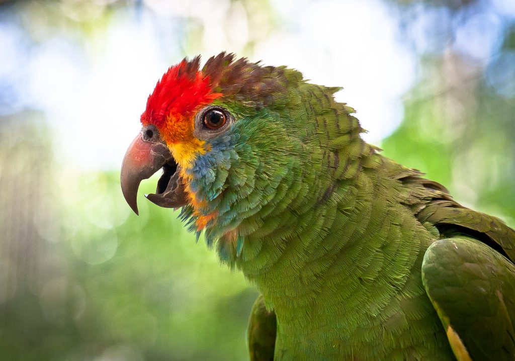 Papagaio-chauá com cabeça avermelhada e detalhes azuis ao redor dos olhos, fotografado contra um fundo desfocado de vegetação.
