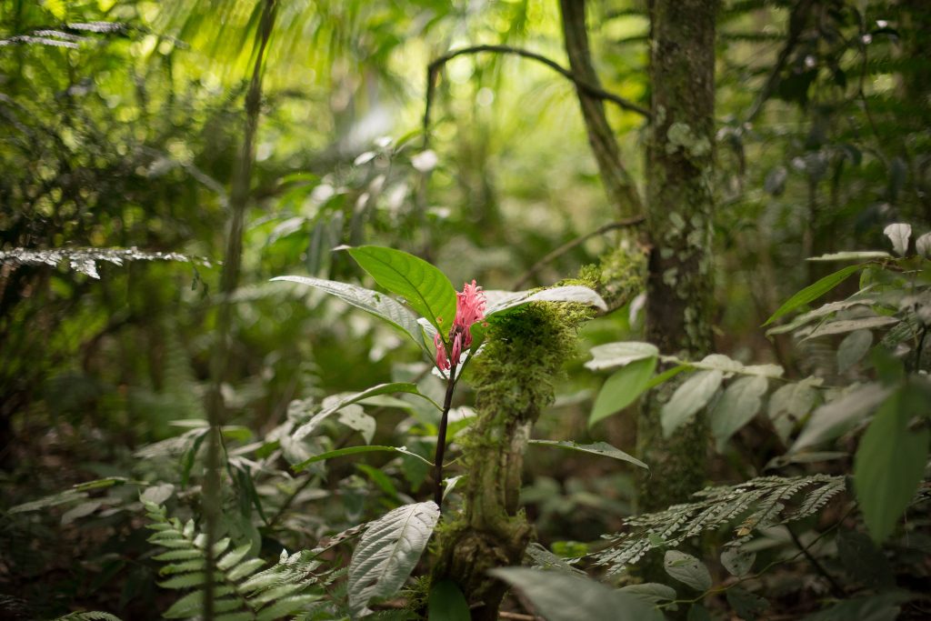 A flora da Mata Atlântica está presente em 17 estados brasileiros.