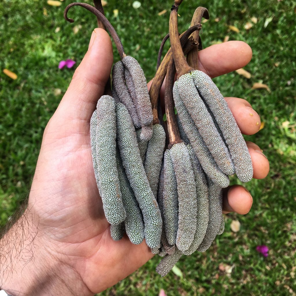 frutos-da-embaúba-no-viveiro-cecropia