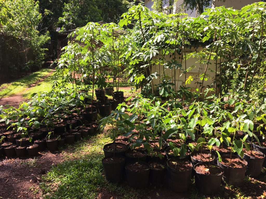 mudas-de-embaúbas-plantadas-para-o-viveiro-cecropia