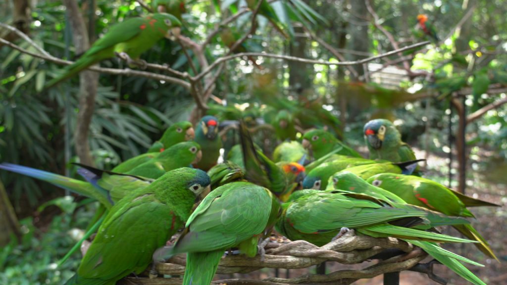 periquitos-reunidos-comendo-no-viveiro-cecropia