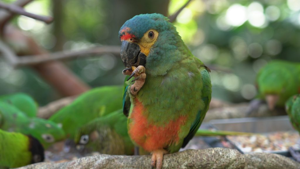 ararinha-maracanã-pousada-no-viveiro-cecropia