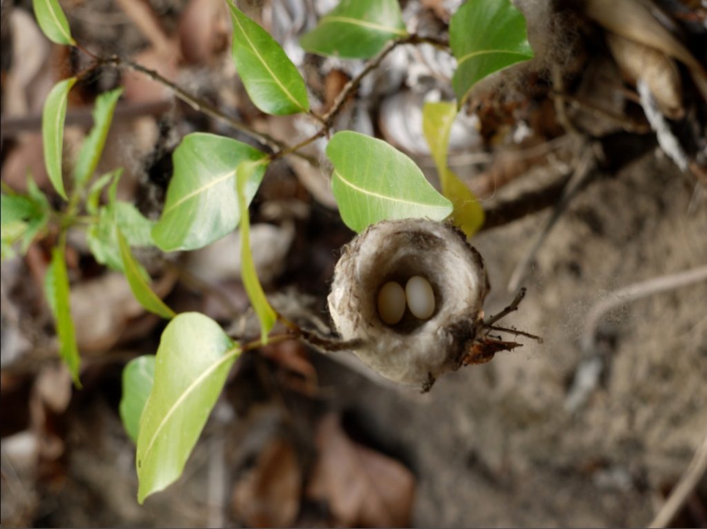 Os ovos de beija-flor são os menores que existem na natureza. Foto: Equipe do Parque das Aves.