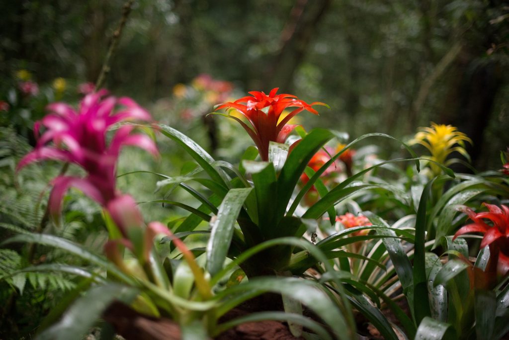 Bromélias no Parque das Aves