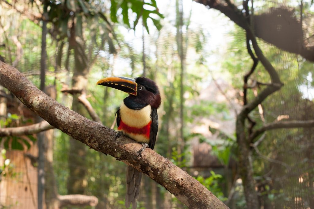 um tucano de bico largo e colorido, empoleirado em um galho robusto, em meio a um vegetação tropical.