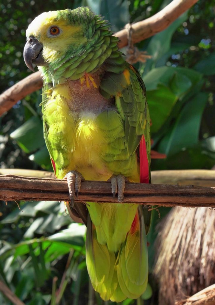 Um papagaio verdadeiro com plumagem verde vibrante, toques de amarelo e vermelho, pousado em um galho, cercado por vegetação tropical. Parque das Aves