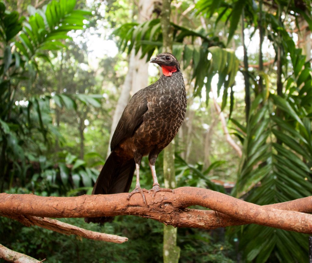 A imagem mostra uma jacutinga pousada sobre um galho em meio a uma densa vegetação de floresta tropical.