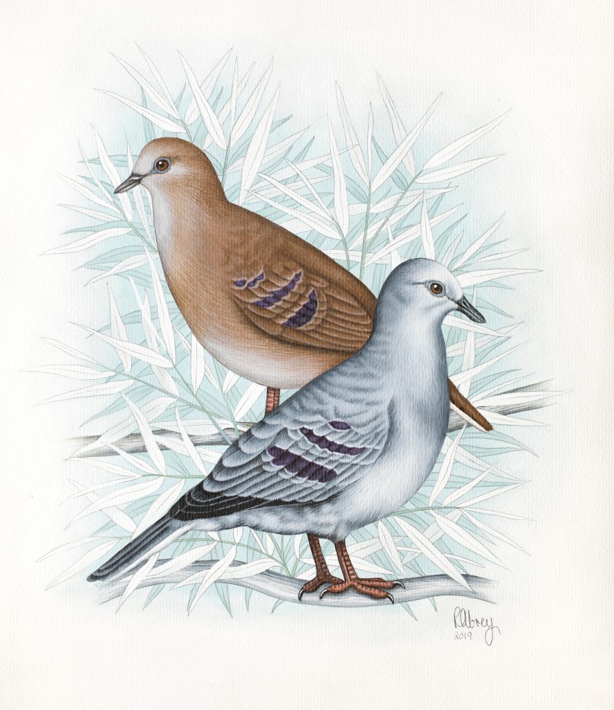 Desenho de aves