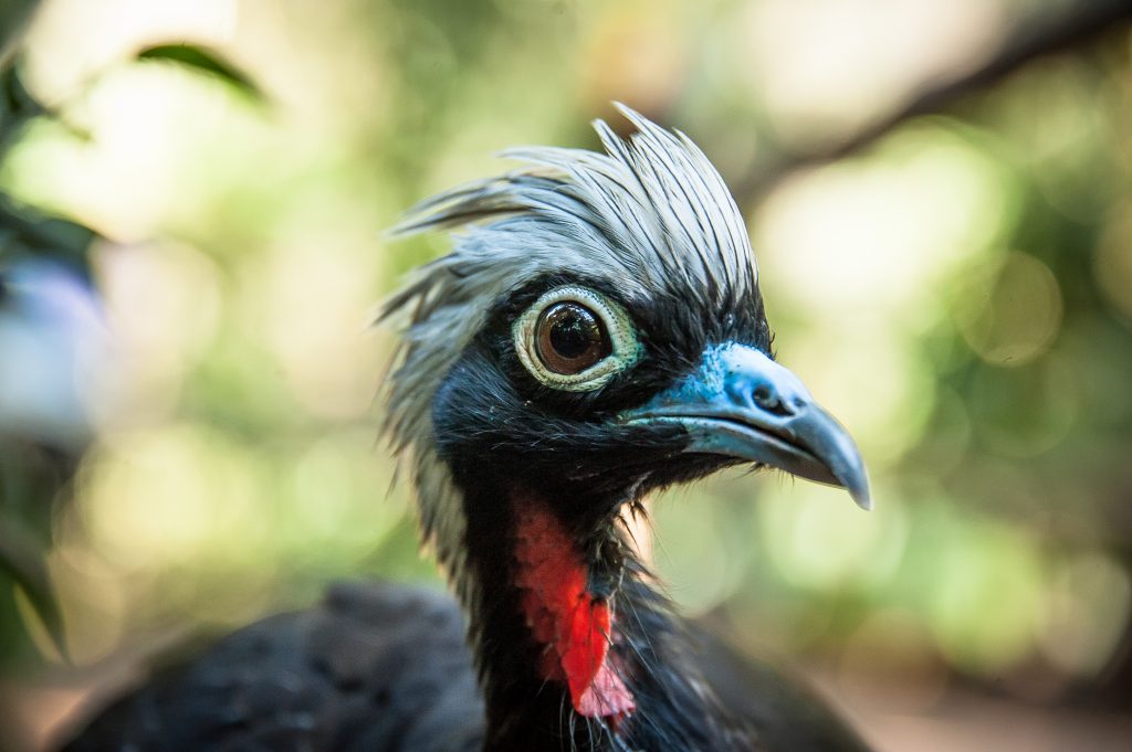 Jacutinga, espécie reproduzida pelo Parque das Aves e em processo de ser reintroduzida na natureza pelo Projeto Jacutinga, da SAVE Brasil