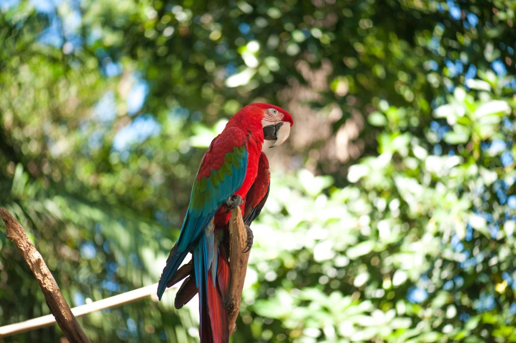 Arara-vermelha