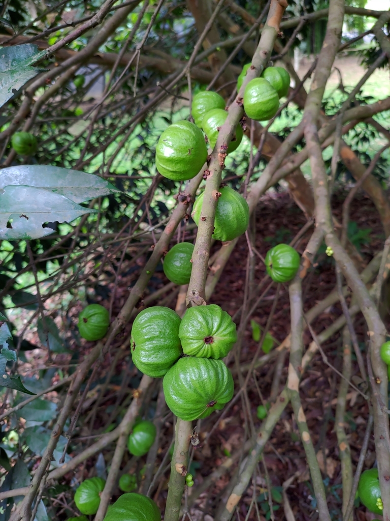 Ramificação de uma árvore com folhas verdes e galhos mais espessos, com um fundo claro e difuso de vegetação.