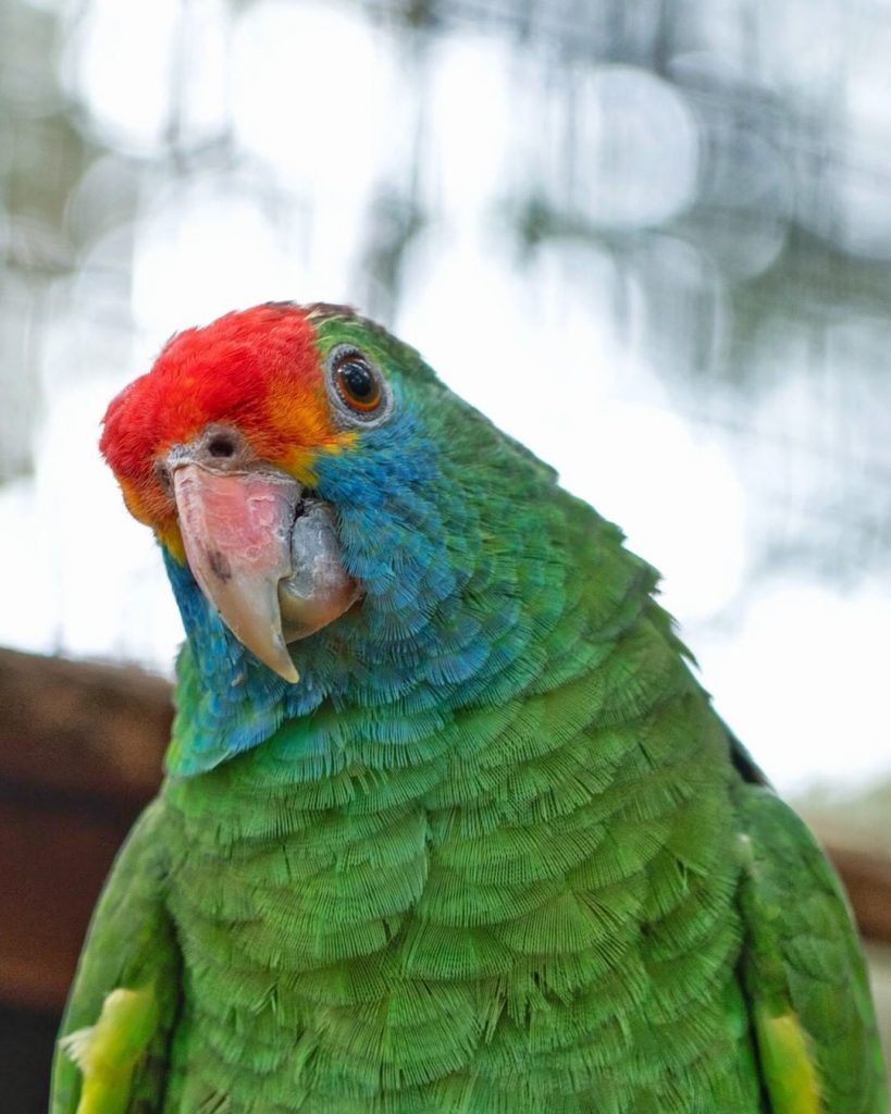 Papagaio-chauá, ave endêmica da Mata Atlântica, em perigo de extinção