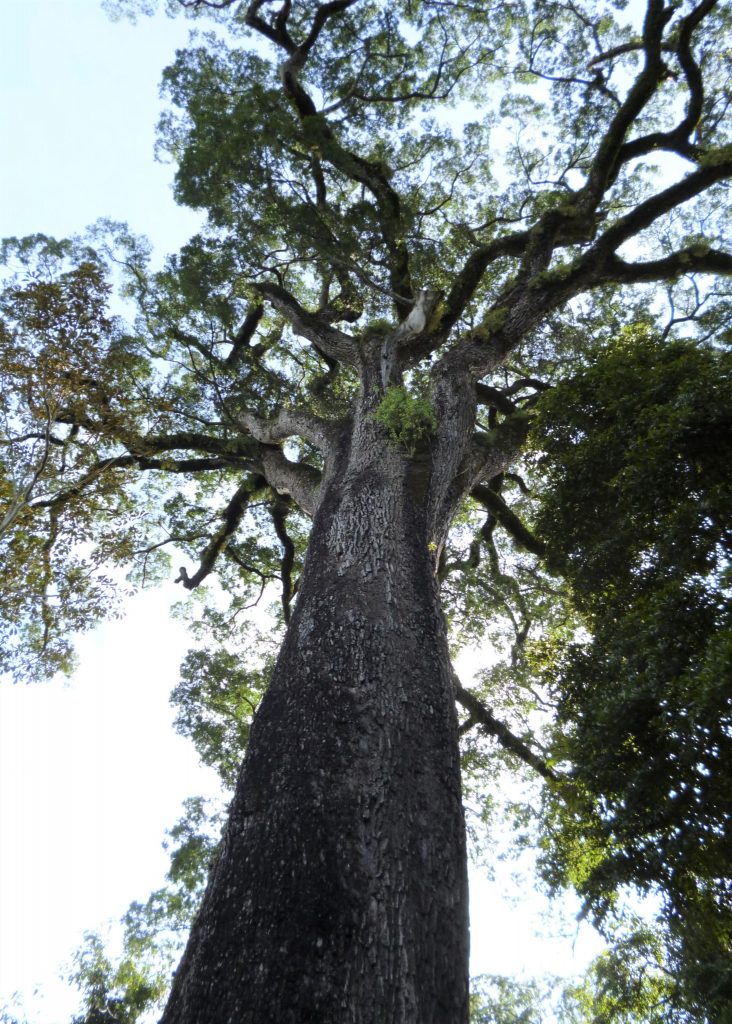 Conheça algumas das principais árvores nativas da Mata Atlântica
