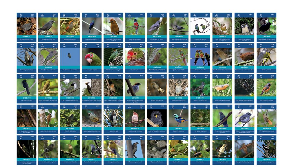 Montagem com as 120 espécies de aves ameaçadas de extinção da Mata Atlântica