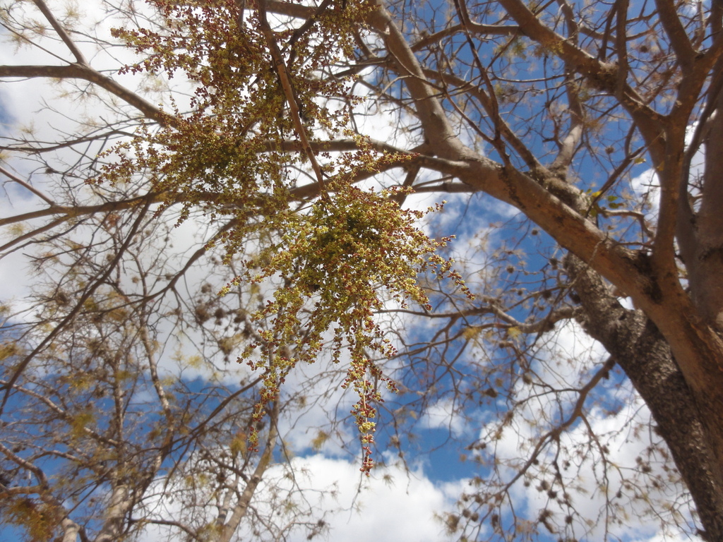 Ramo de uma árvore seca com pequenos frutos, visto de baixo contra o céu azul com nuvens brancas ao fundo.