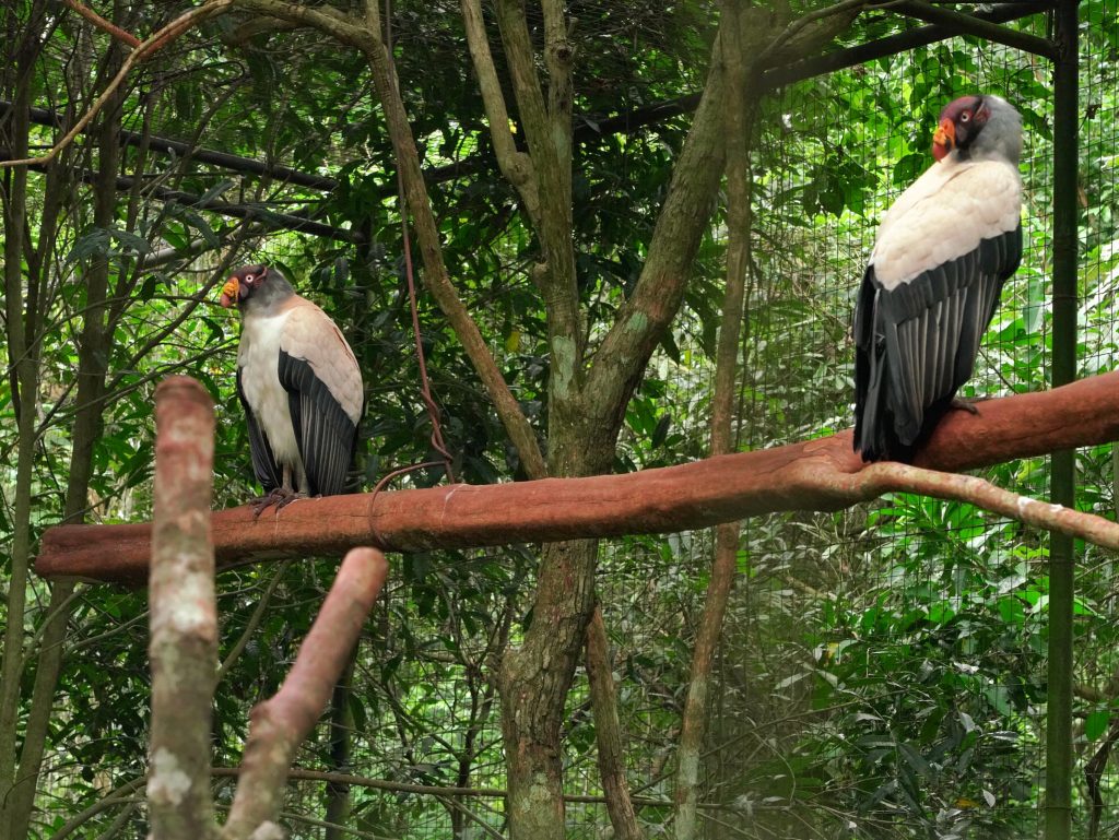 Dois urubus-rei empoleirados em tronco de madeira