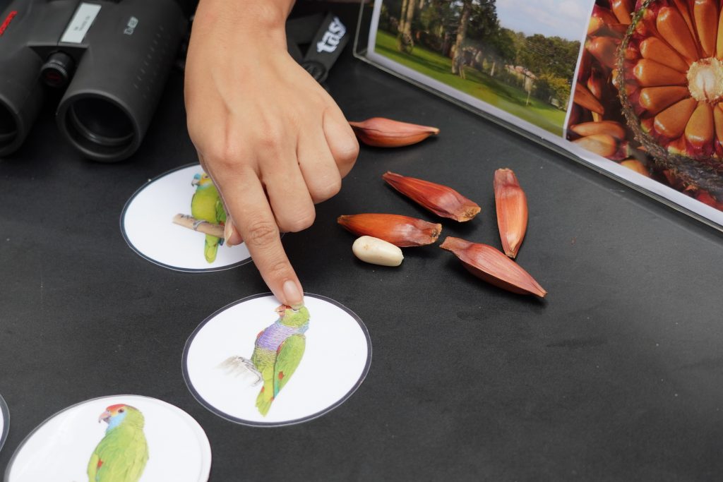 Uma mão com o dedo indicador esticado aponta para a foto de um papagaio-de-peito-roxo sobre a mesa