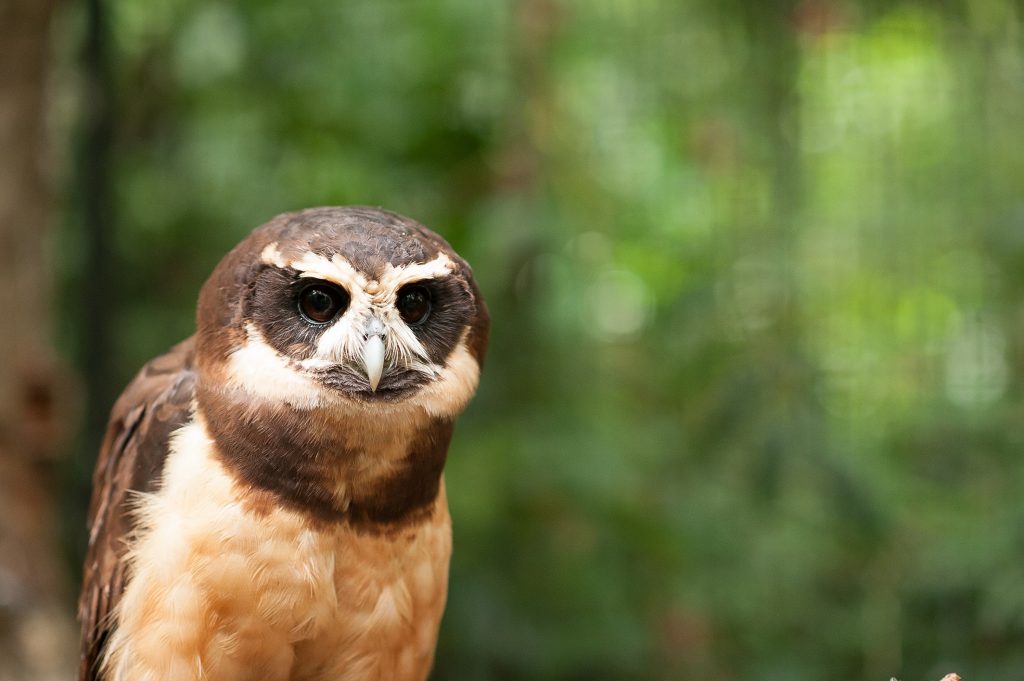 murucututu-uma-das-aves-noturnas-do-parque-das-aves