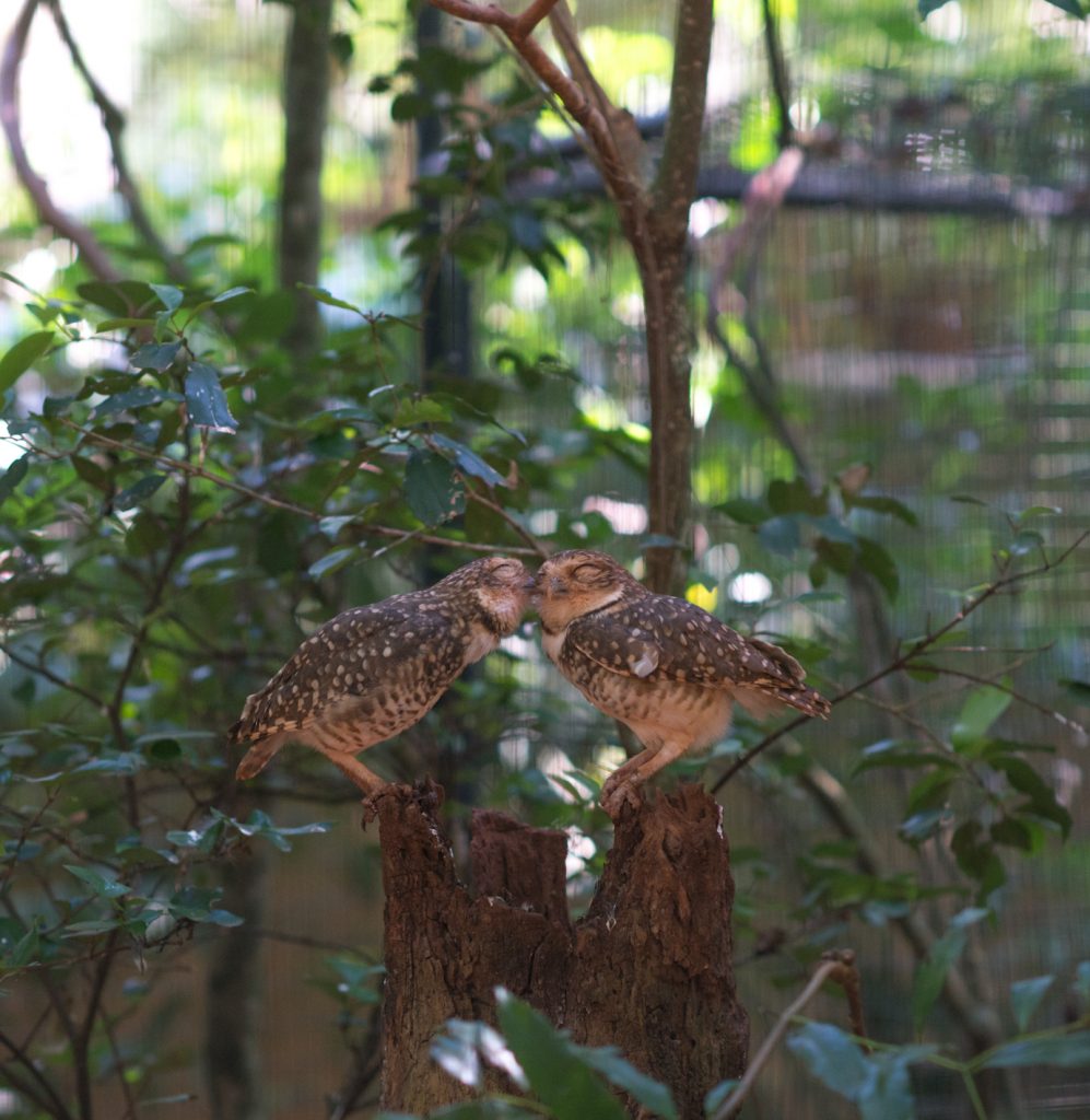 Coruja-buraqueira (Athene cunicularia). 