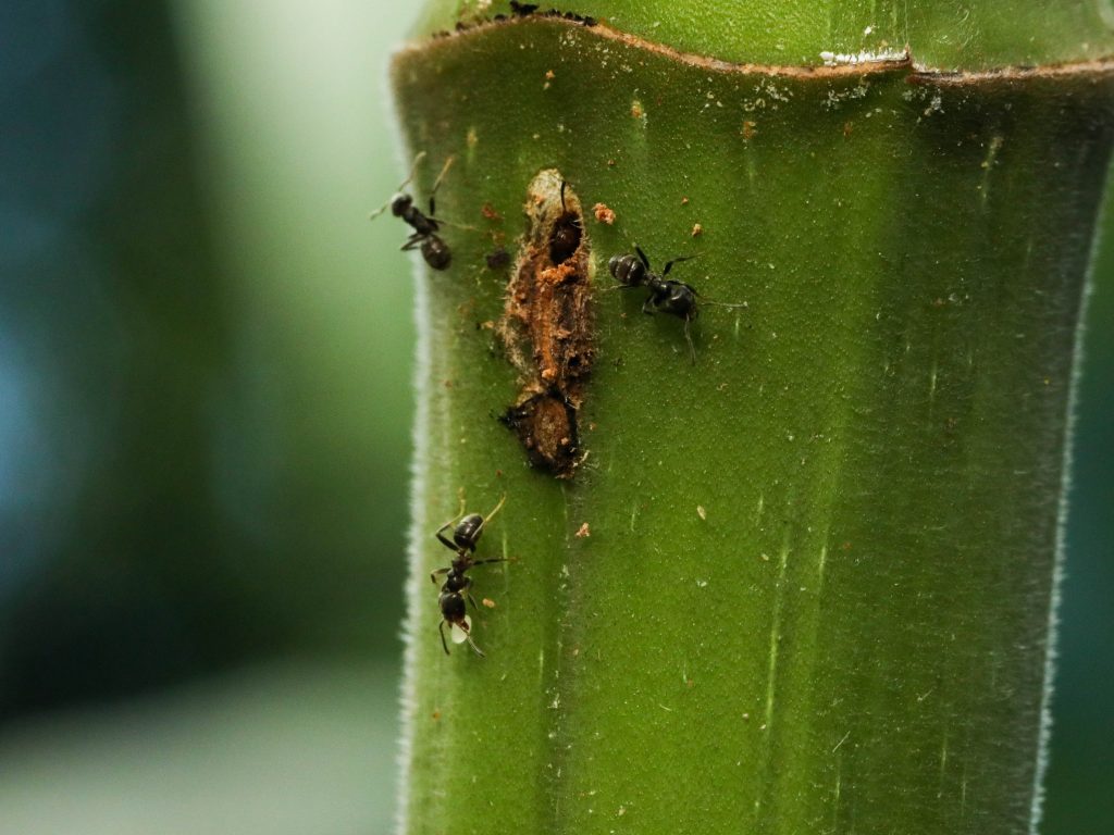 foto-aproximada-de-três-formigas-sobre-uma-árvore-Cecropia