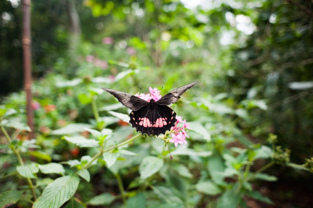 Borboleta preta de costas, pousada em uma flor rosa