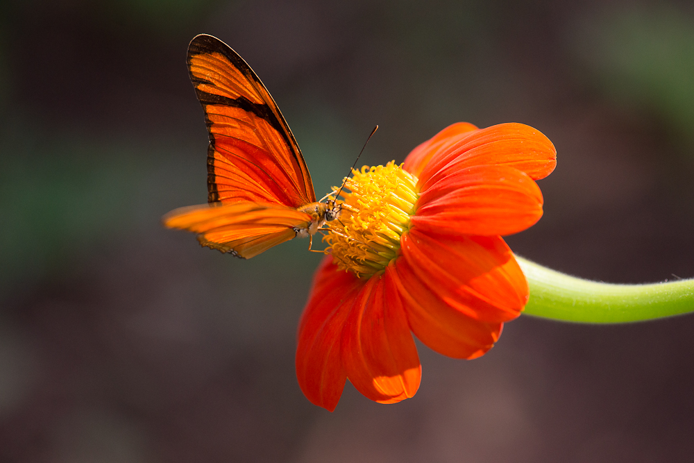 Borboleta laranja pousada em uma flor