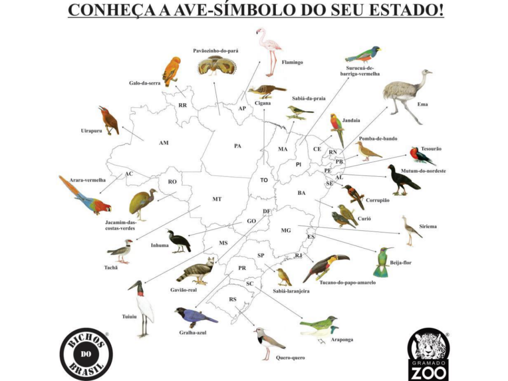 Mapa com as aves símbolo dos estados brasileiros
