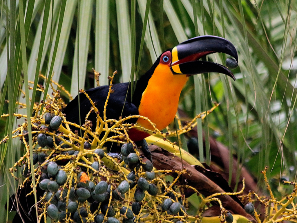 Foto de um tucano-de-papo-amarelo