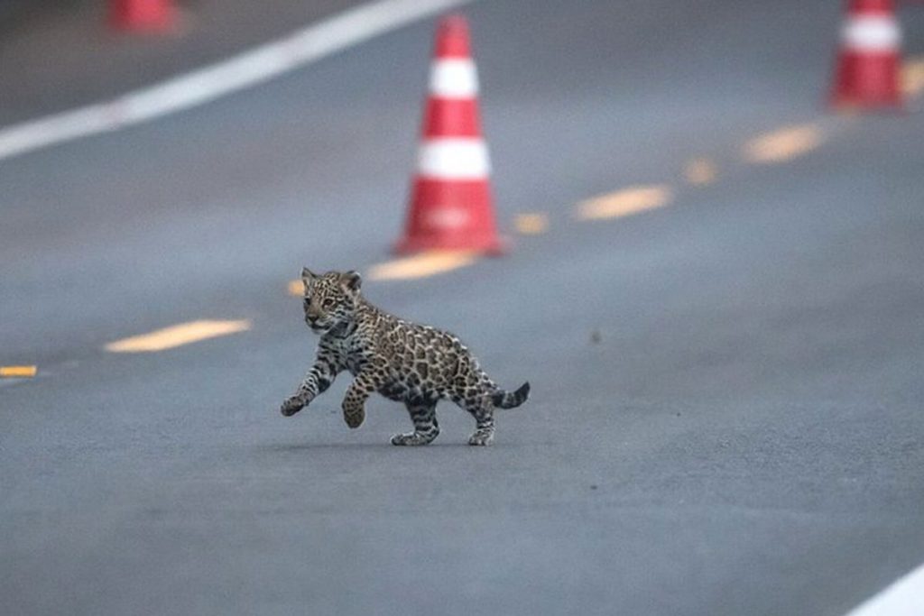 Filhote de onça-pintada atravessando uma rua no Parque Nacional