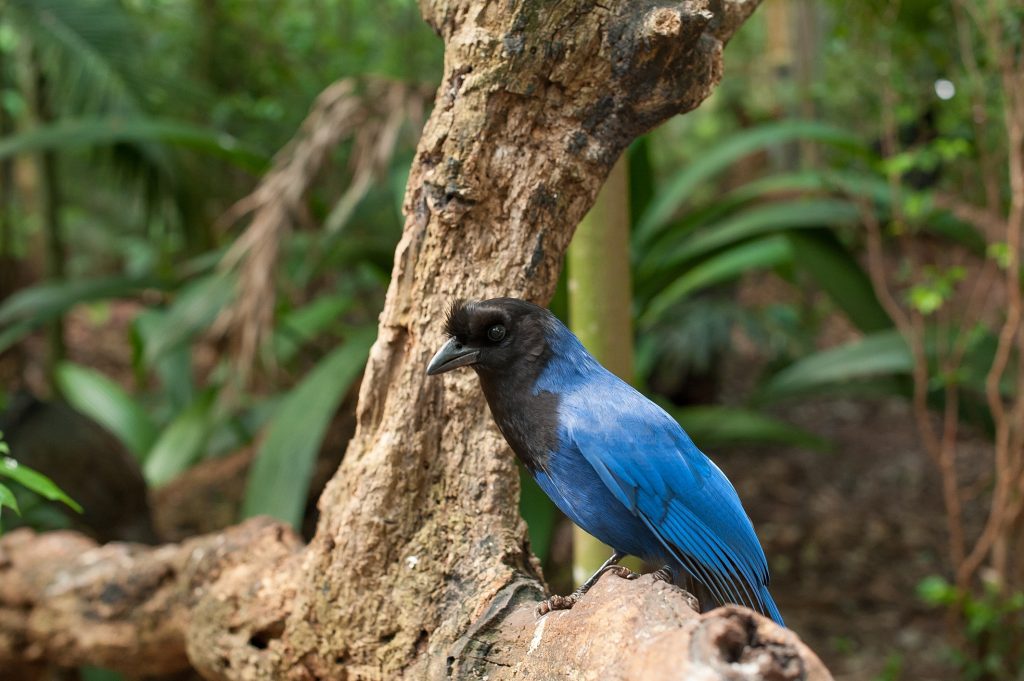Foto de uma gralha-azul sobre um tronco de madeira
