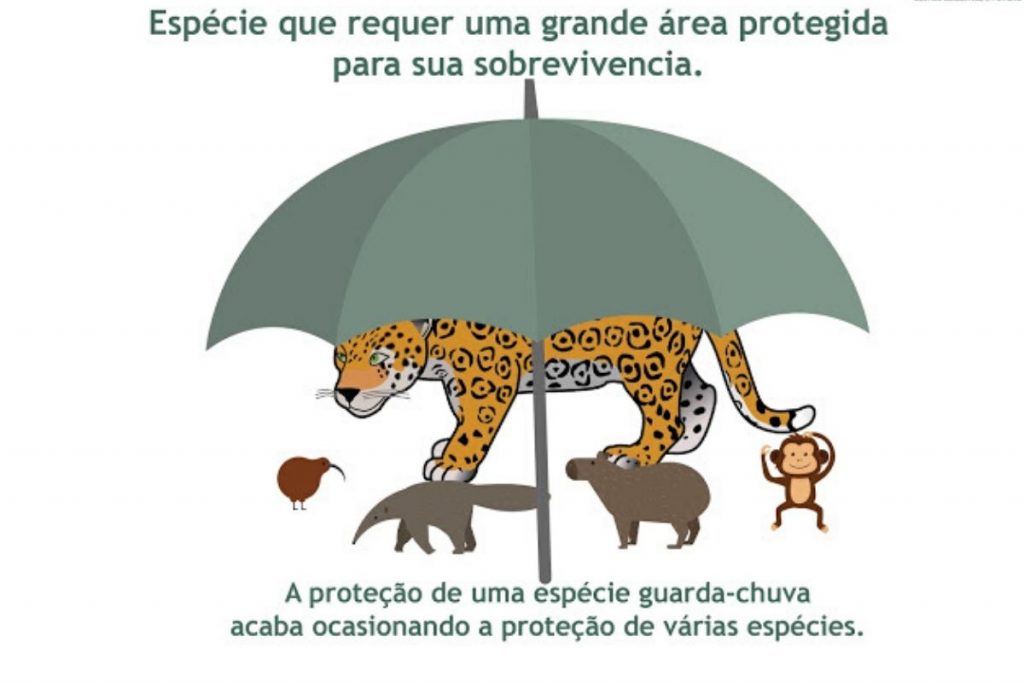 Ilustração de uma onça, um guarda-chuva e outros animais abaixo dele